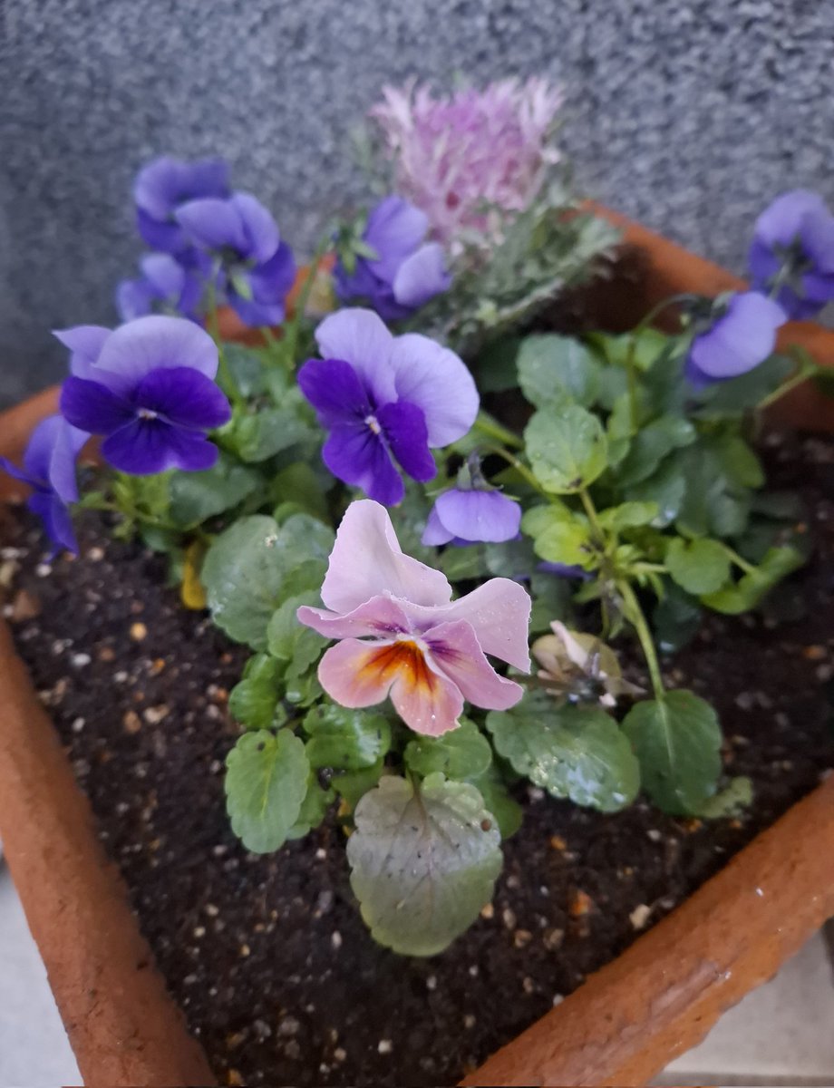 ikumatsu02's tweet image. 火曜日の夕暮れ
今日は暖かな一日てした🛝

腰　膝を労りながらの
やっと鉢植え🪴　数個
仕上げました·͜·ᰔᩚ
明日は葉牡丹を
　植えましょうか…♪︎
 ܾ 𖡼.𖤣𖥧𖡼.𓇥𖡼
　　お疲れさまです🌿
#Viola
#テラコッタ🪴