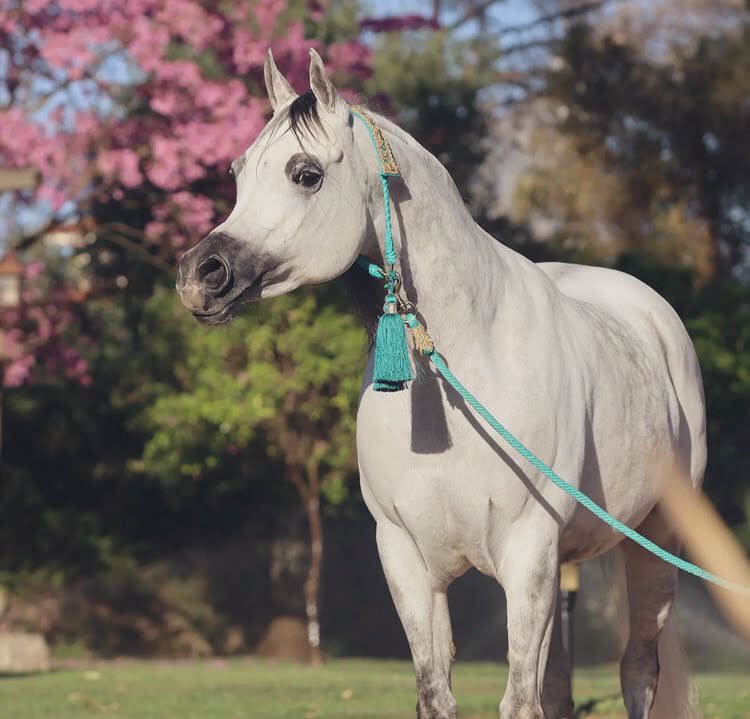 لا تضحي بكل شيء .. وتعطي كل شيء ..
حتى يفرغ كل ما بداخلك ..
فتكتئب .. ثم تلوم القدر  ..
للعطاء  شروط و حدود !!
فحتى الأرض تمتنع عن العطاء إن لم تغمرها 
قطرات المطر 
 #الاجواء_الجميله #صباح_الخير