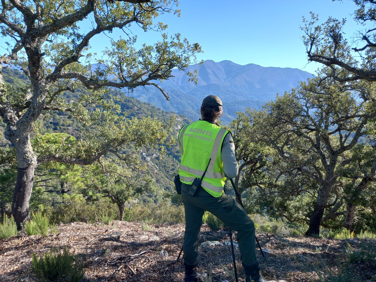 Agentes de Medio Ambiente de la Unidad de Genal (Málaga), prestando servicio de vigilancia de caza, han decomisado un arma por su uso ilegal.
El arma queda depositada en la Intervención de Armas de la Guardia Civil, a disposición de la Autoridad competente. 🌿#AAMM