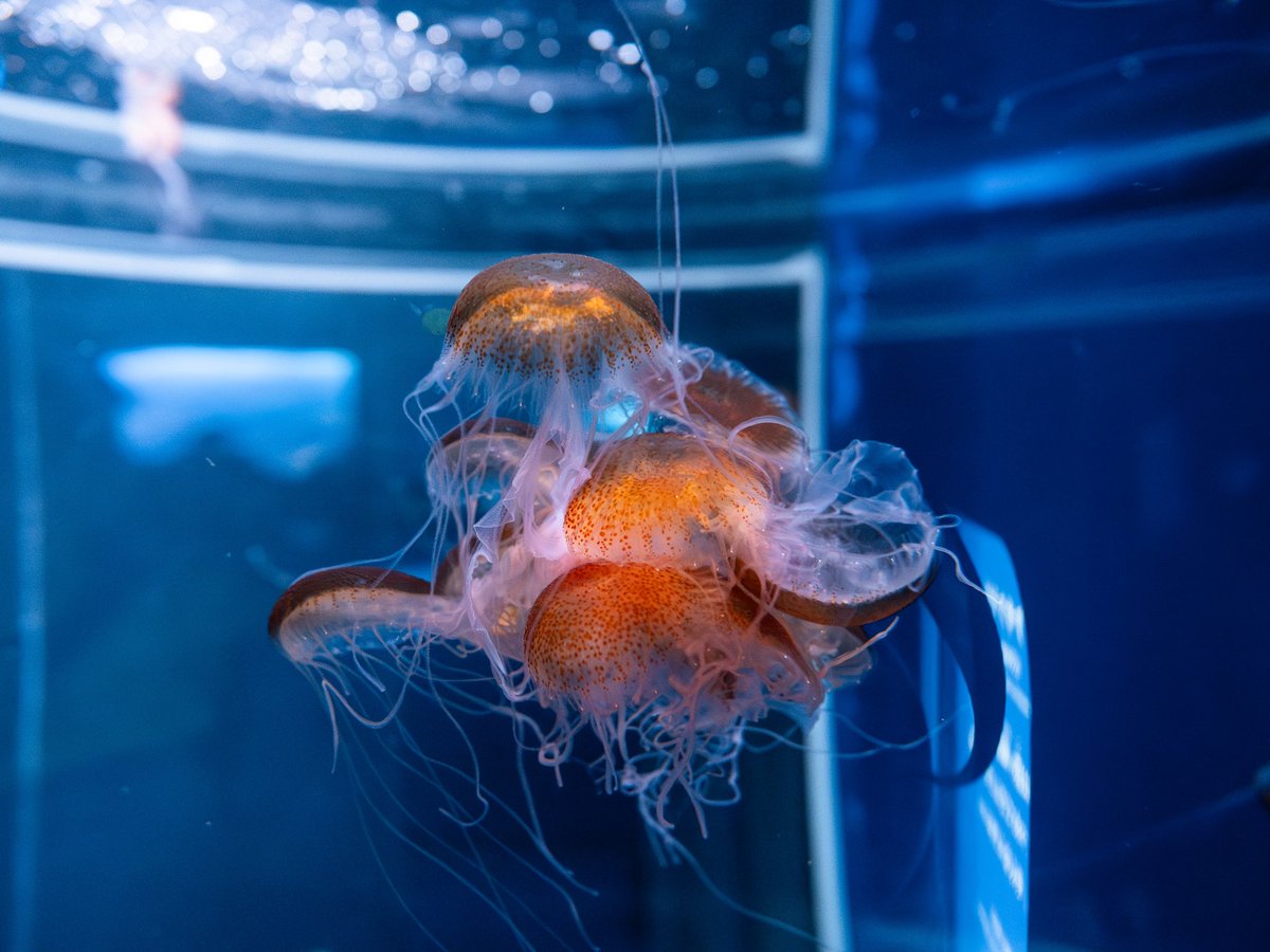 クラゲって絡まりそうだよね〜

＿人人人人人人人人人人＿
＞　たまに絡まります　＜
￣Y^Y^Y^Y^Y^Y^Y^Y^￣