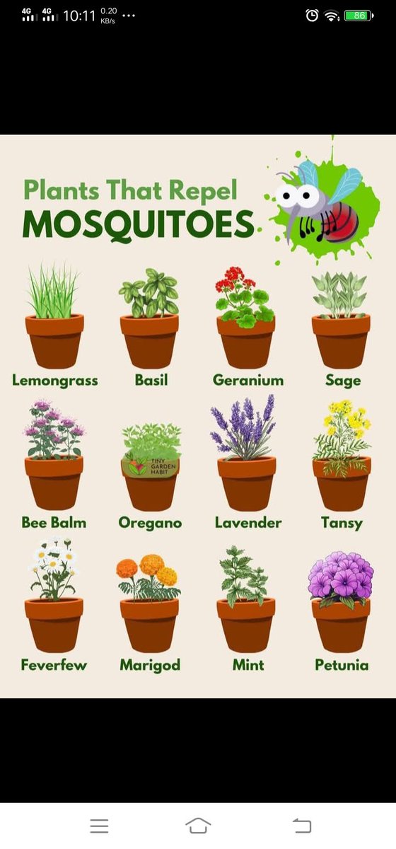 avidave's tweet image. Natural repellents