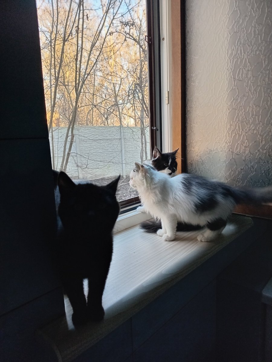 поберіть малих, їм треба Різдво і лізти на ялинку, а не сидіти зачиненими і навіть у вікно не подивитись, бо скло матове