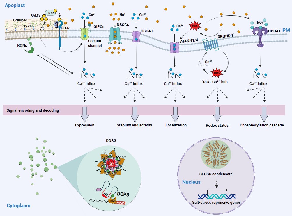 Plant salt tolerance mechanisms: Classic signaling pathways, emerging frontiers, and future perspectives #review #MolecularPlant cell.com/molecular-plan…