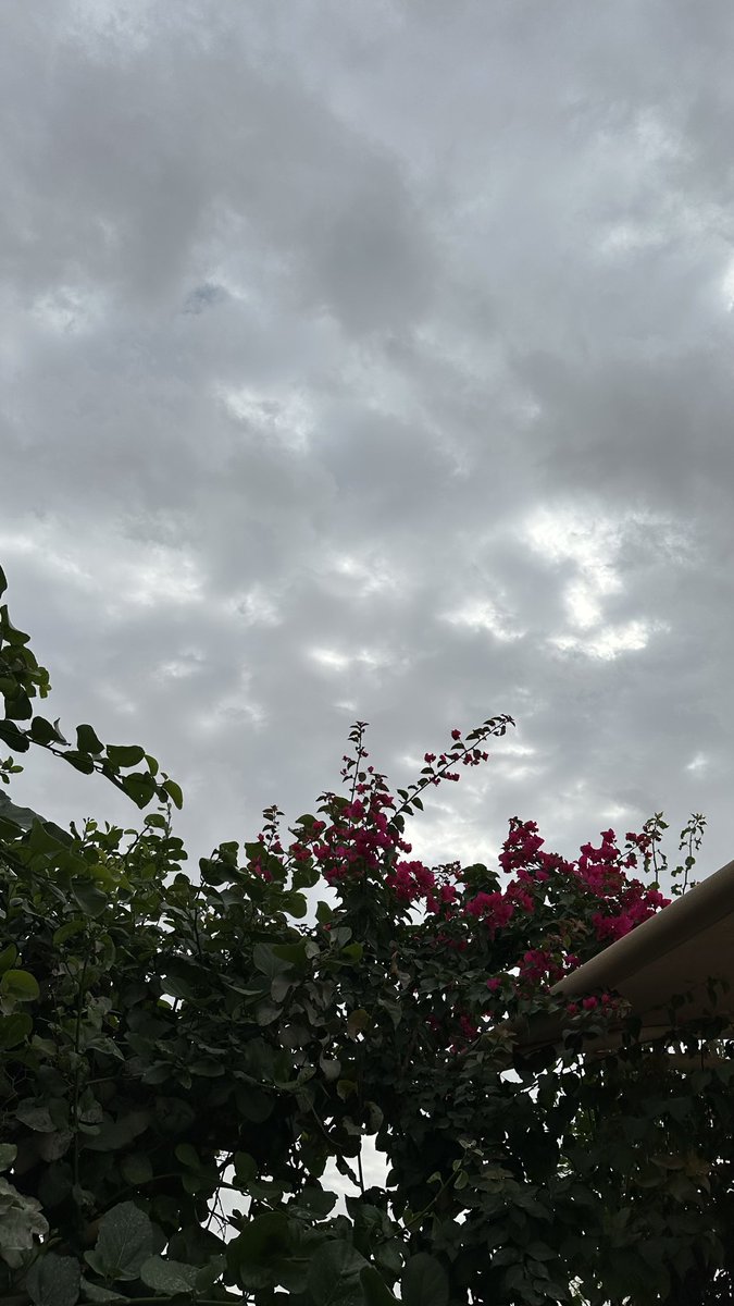 0_z92's tweet photo. مساء زاهي متوّرد و مليَان خير و بركة و رحابة 🤍 https://t.co/Dwh7o3SUsk