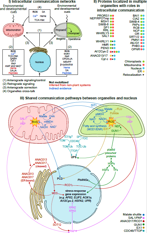 MPlantPCom's tweet photo. Coordinated Communication Among the Nucleus, Plastids, and Mitochondria #GraphView #MolecularPlant https://t.co/RBMpP6bPMj https://t.co/zBYYFsVSfy