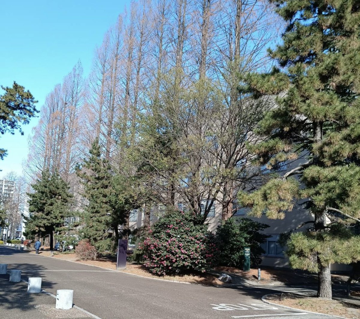 hyouenosuke3's tweet photo. 崇徳院を学ぼうとしたきっかけの一つが此処。
片平キャンパスの北門を入って進んで行くと、懐かしい建物は登録有形文化財になっていた！
昔の自分が蘇ったようで、とても嬉しい一日だった。
#東北大学文学部　#登録有形文化財 https://t.co/ffpiLokYaW