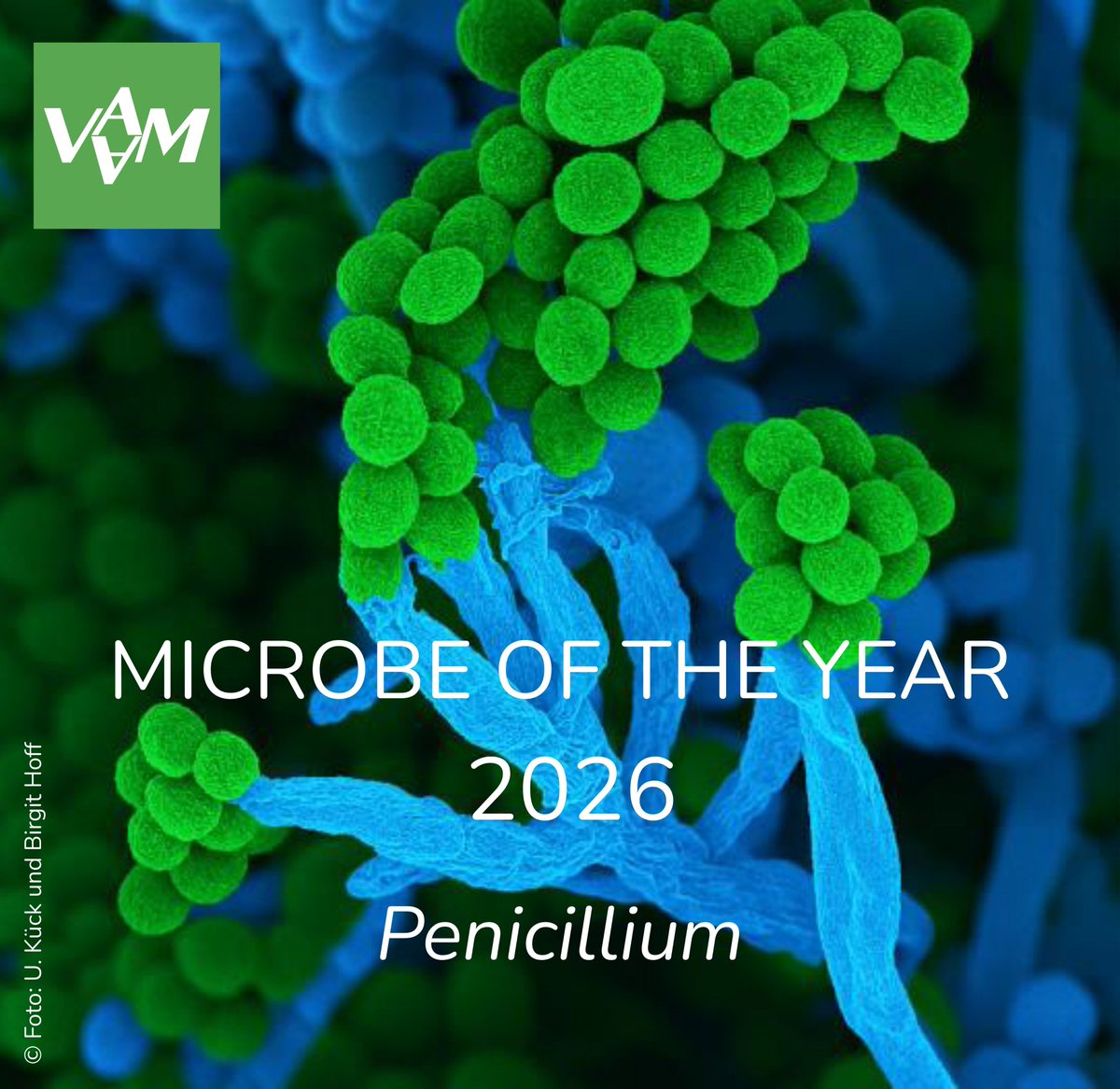 VAAM - Vereinigung f. Allg. u. Ang. Mikrobiologie tweet media