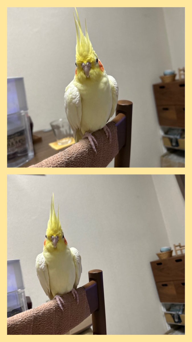 67_kumako's tweet photo. モンちゃんの冠羽はこんな感じでフサフサです。 https://t.co/8scg6YTVyp