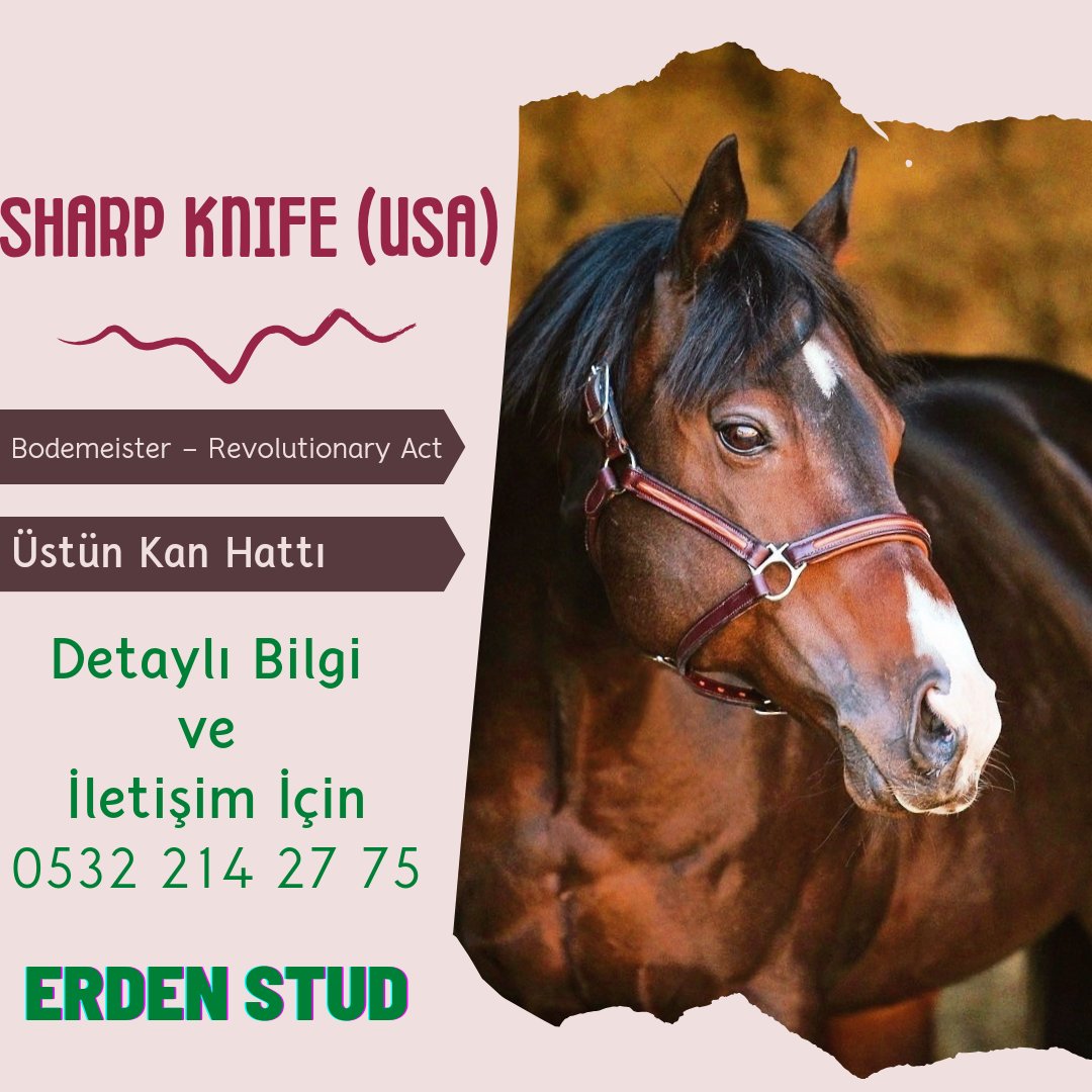 SHARP KNIFE için 2 senedir çok dil döktüm,çok yazdım...Burun kıvıranlar,söz verip profesörlerin önerisiyle fikir değişirenler oldu.Kısıtlı sayıda kısraklarla yaptıkları ortada ama daha önemlisi artık daha çok yavrusu ve kalifiye gebe kısrakları mevcut.

Cüzi miktarlar alıyorduk