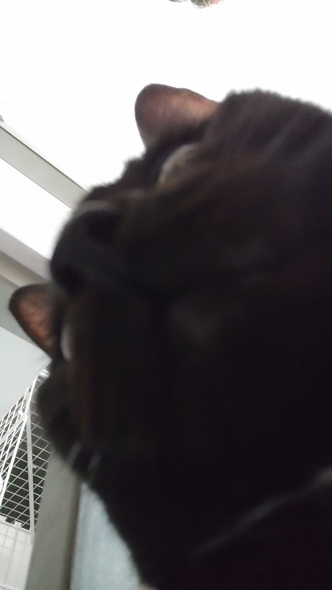 みつよつ ALL STAR SQUARETOE OX / オールスター スクエアトウ OX (ブラック