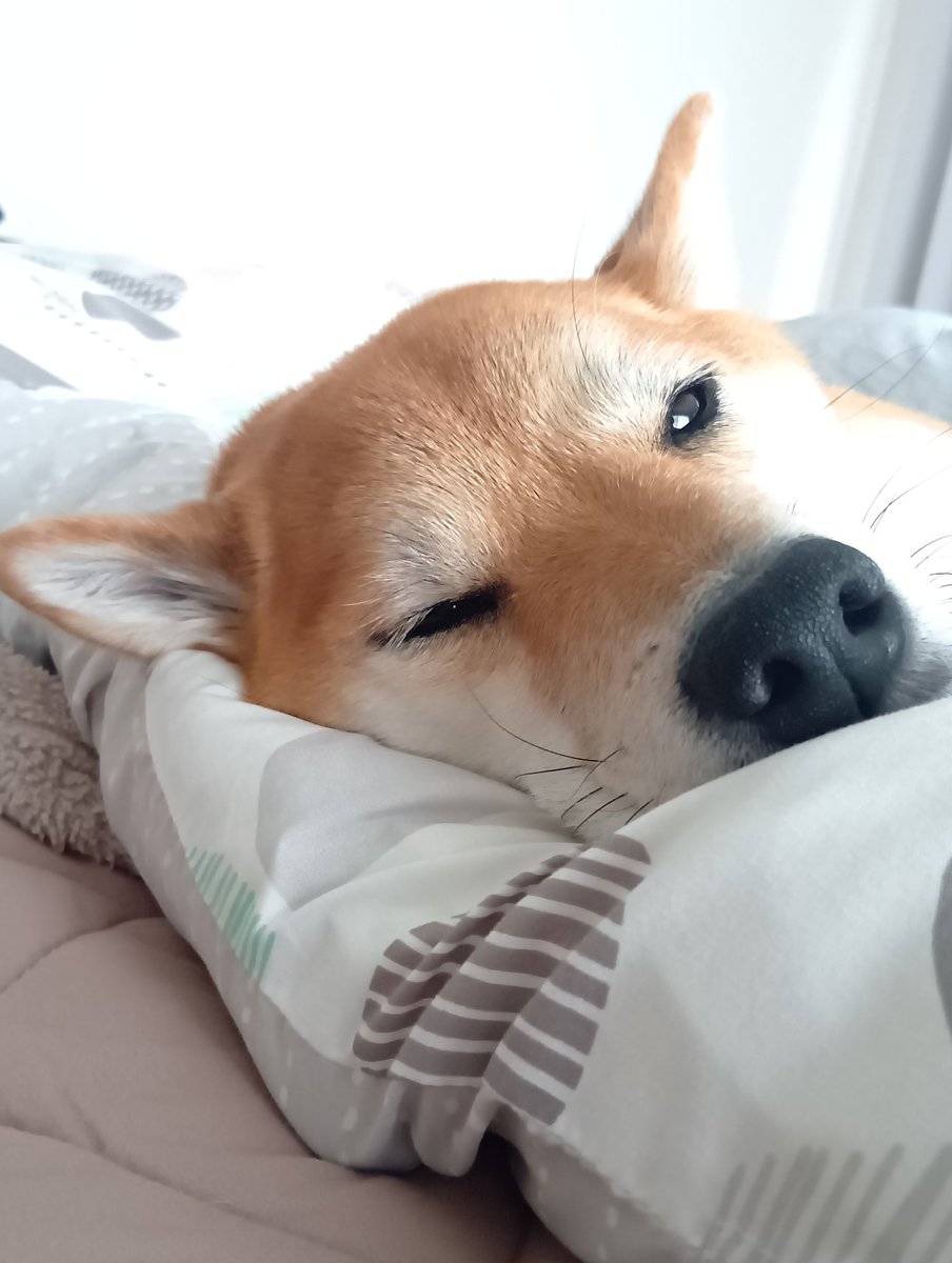 福犬 カプセルQミュージアム 佐藤邦雄の招福犬 全5種/1回400円｜カプセル