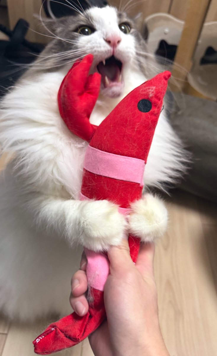 キャンディ (@Caaandydeeees) / Posts / X