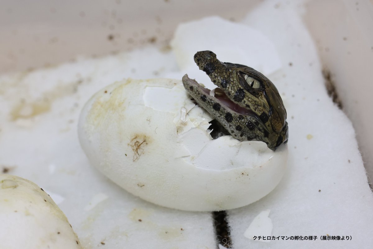 ╭━━━━━━━━━━━━╮
🐊展示室から聞こえる声は…？
╰━━━━━ｖ━━━━━━╯

企画展「ワニ」展示室内では、生まれたばかりのワニの幼体の鳴き声を聞くことができます。

生まれたばかりの子ワニは小さく、かわいい鳴き声で鳴きますが、その驚くべき効果はぜひ映像をご覧ください👀❗