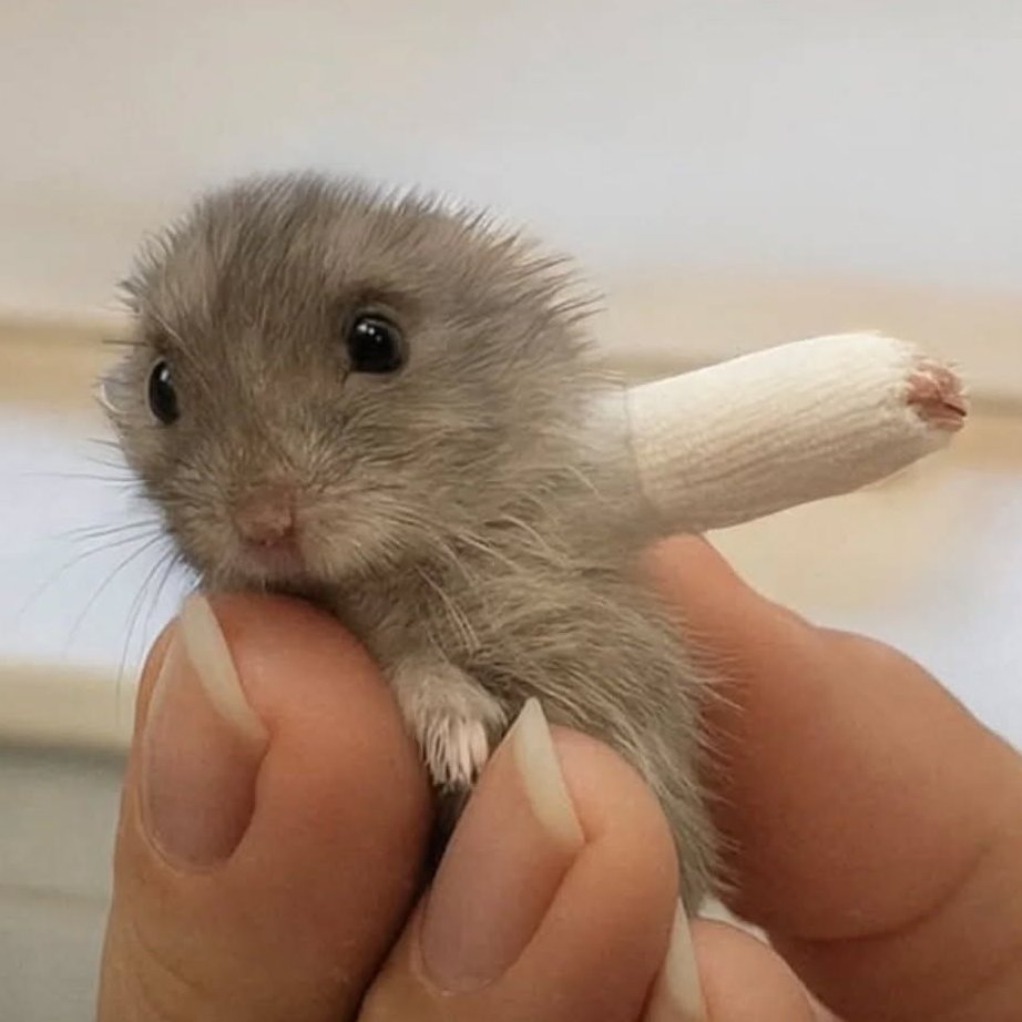 adorable1idiots's tweet image. 🐹🩹 This tiny daredevil clearly tried a backflip, failed spectacularly, and now rocks the world's smallest cast like a champ.
Not broken, just temporarily on pause from world domination.
Get well soon, you chaotic fluffball. 
#HamsterFail #UglyCute #CuteAggression #AdorableIdiot