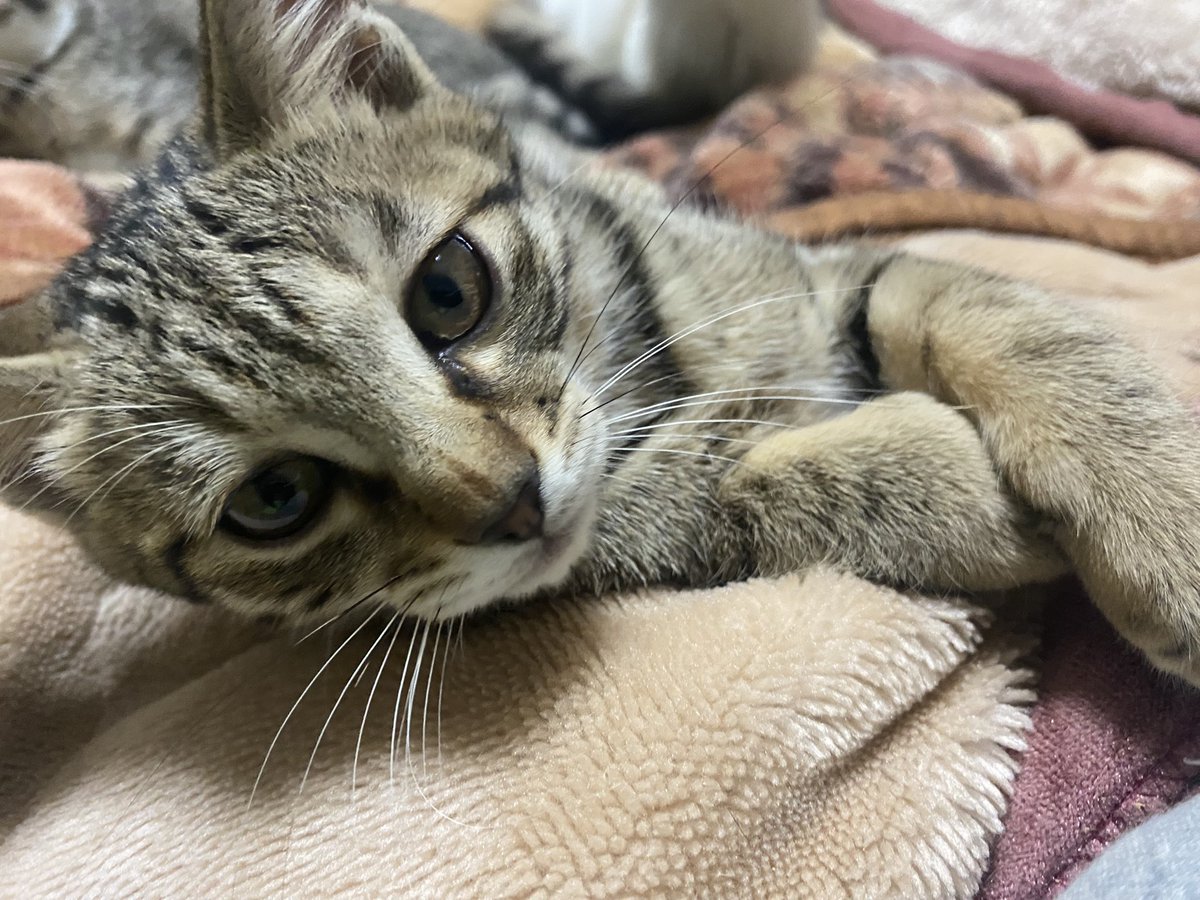 Y_Uuk7's tweet photo. ・
我が子かわいい🐈‍⬛🩷🩷🩷🩷 https://t.co/cUGe9Xp9Py