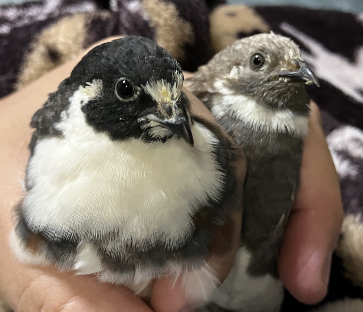 ポポチョロ🐦💨 (@1b4fc39ec9e04d3) / Posts / X