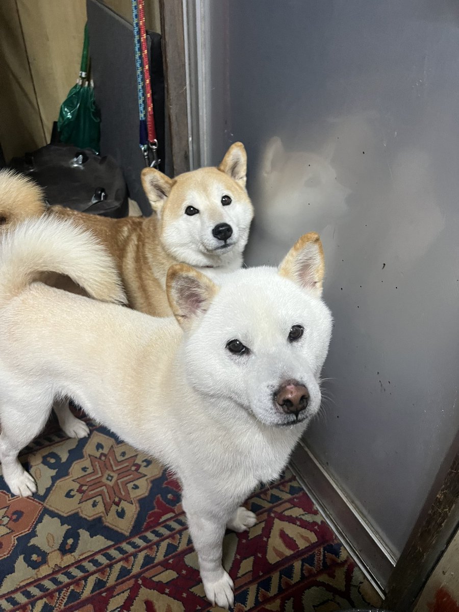 柴犬みかんQちゃん父ちゃん tweet media