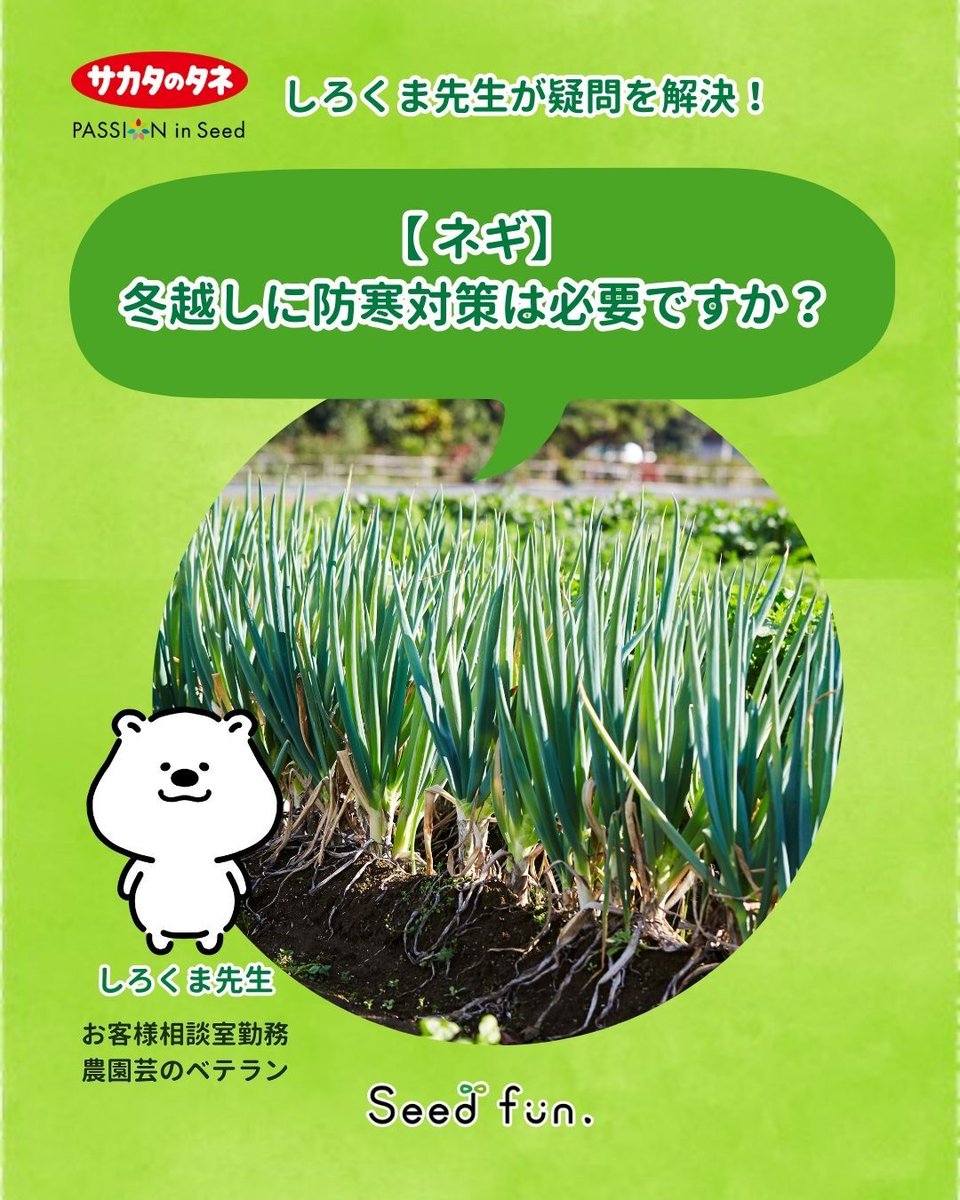 サカタのタネ_Seedfun.【公式】 (@sakatanotane_jp) / Posts / X