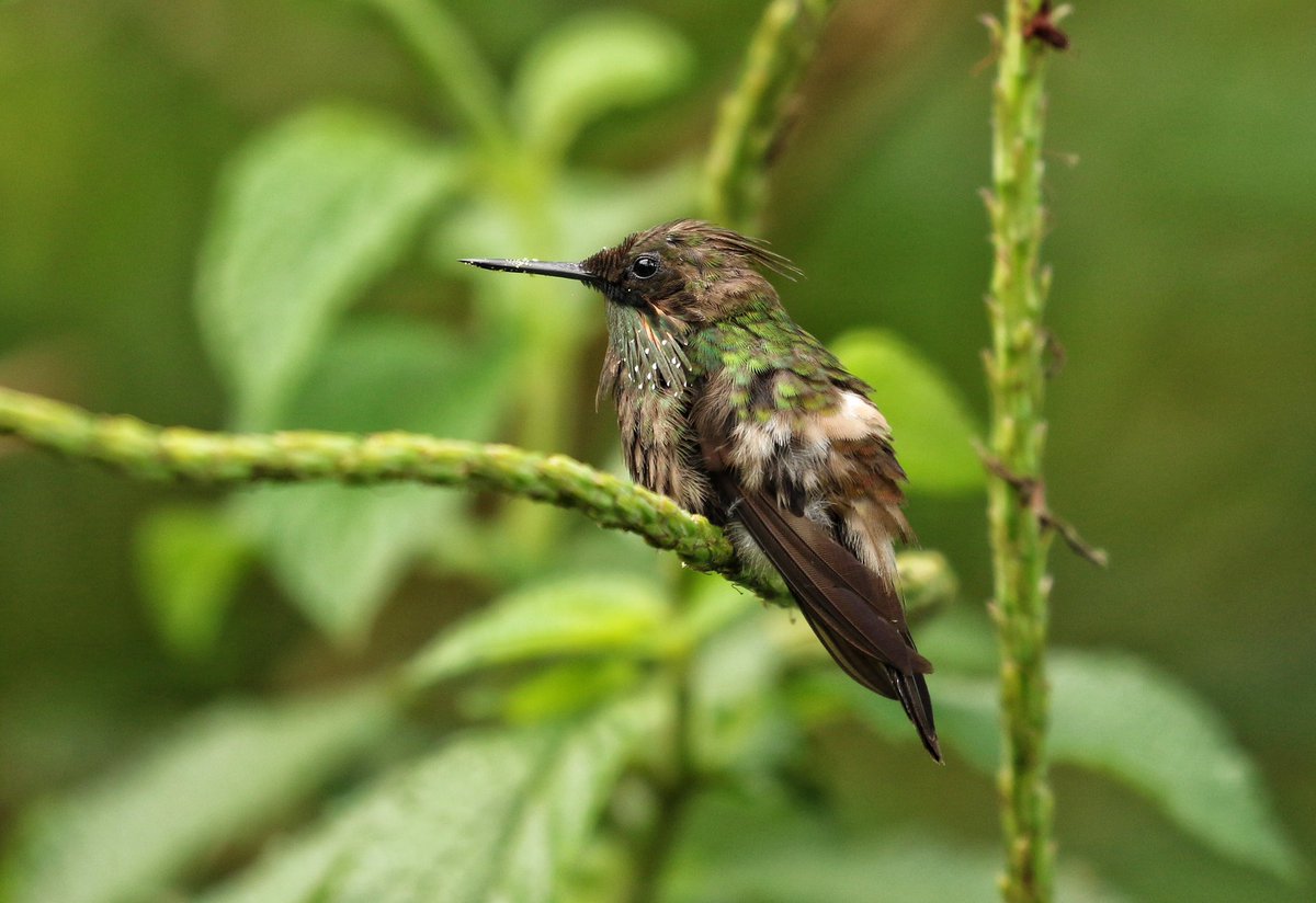 The stunning and rare Butterfly Coquette seen at Manu Biolodge in SE Peru on my recent trip. Even our guide could hardly contain himself with this one!
