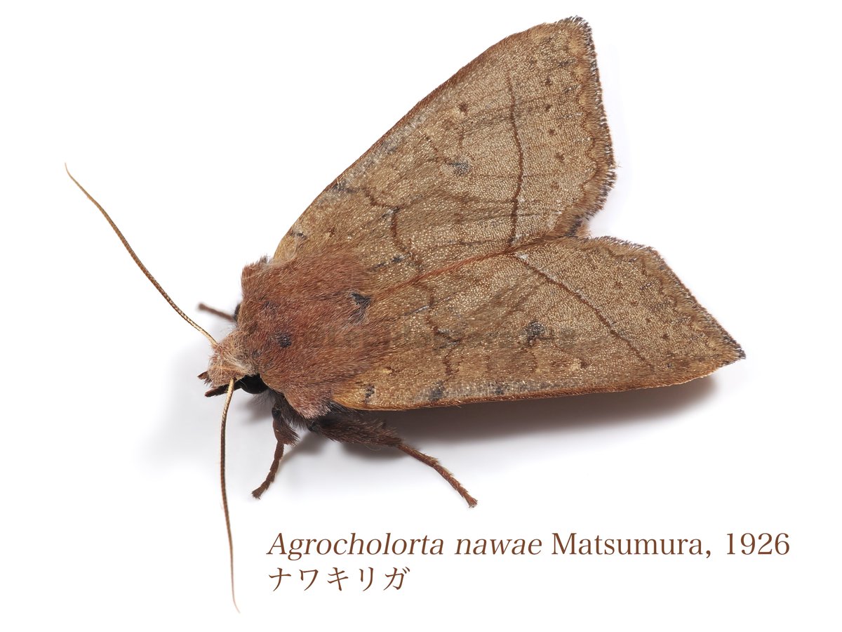 も (@Lepidoptera298) / Posts / X