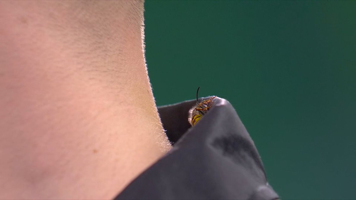OfficialPDC's tweet image. The Ally Pally wasp is back in the building! 🐝

Absolutely loves the darts! 😍