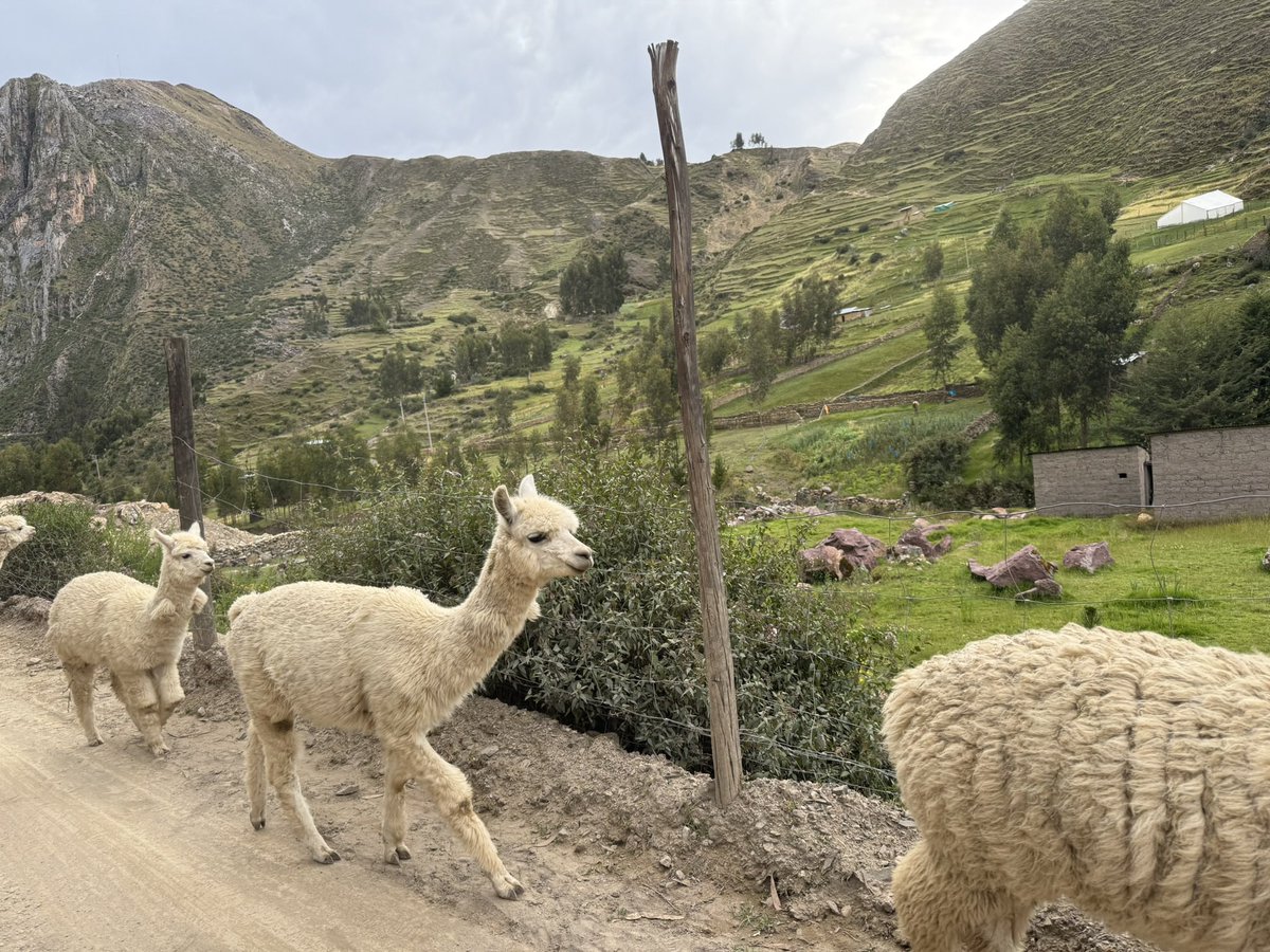 南米のシーズン❗️
ペルーはそこらじゅうにモケモケのアルパカ（たまにリャマ）がいて本当に嬉しかったな〜
