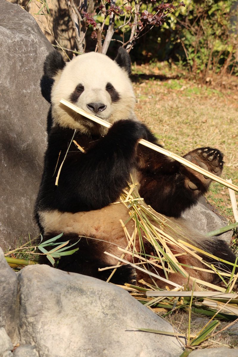 150分待ちの表示で並び、実際は210分並びました🐼😅
シャオはお庭にいました🐼💕
出だしが遅かったので、レイちゃんには会えず💦
来週の予約も取れず😭

#上野動物園　#シャオシャオ