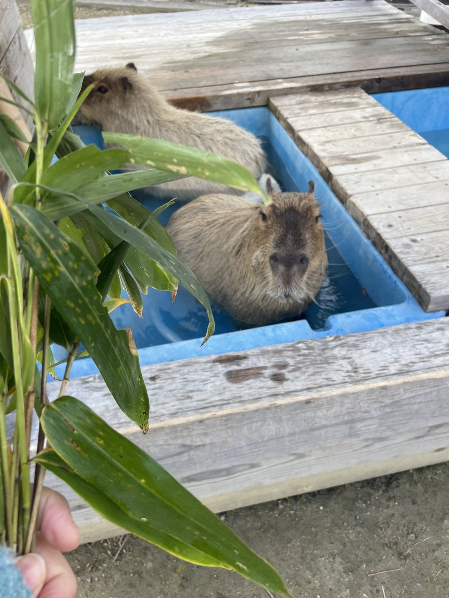 カピバラかぴばら (@capybara5179) / Posts / X