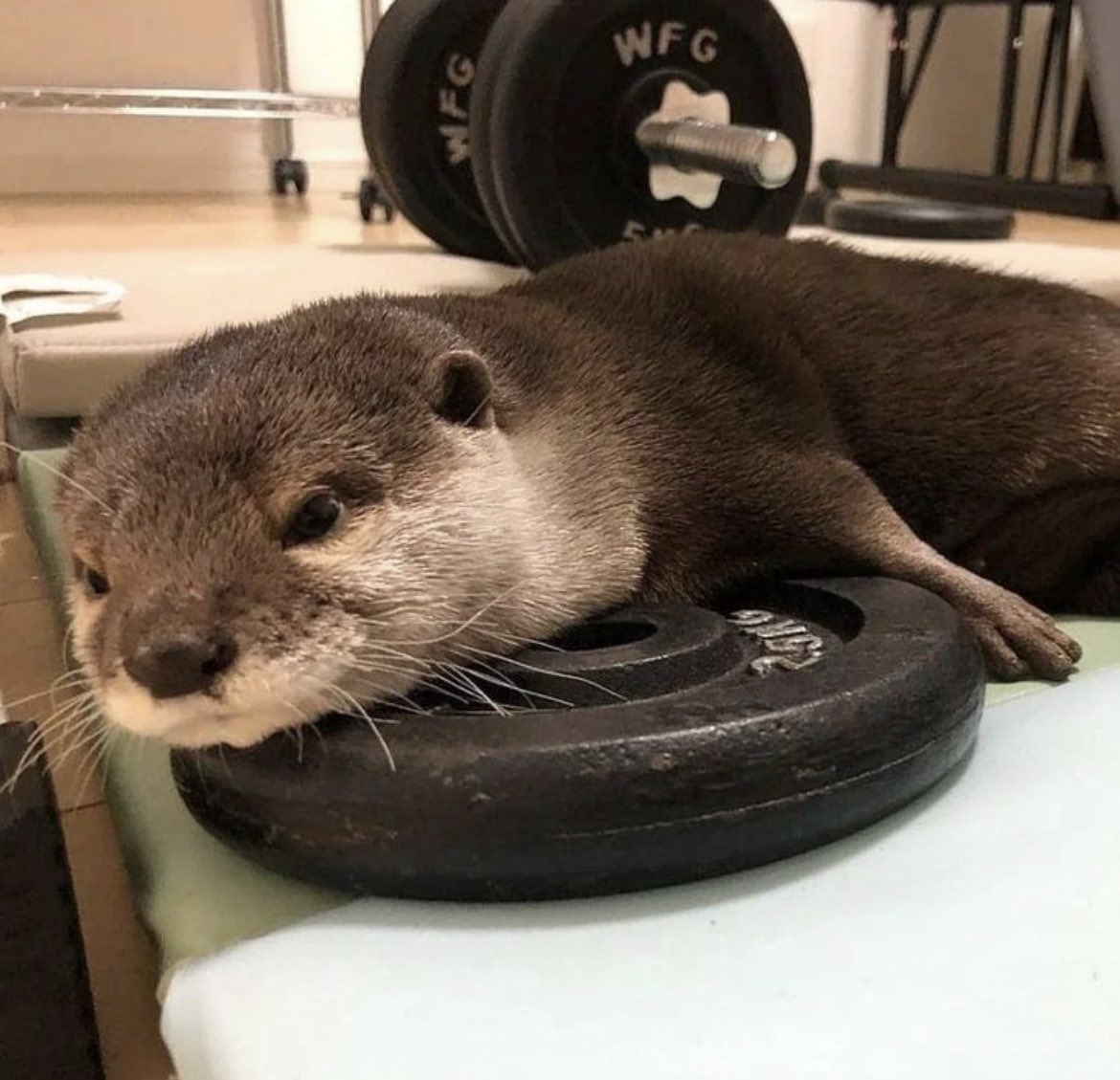 ottposting's tweet image. Ya otter is down 20lb, gonna be heckin SHREDDED by FWA