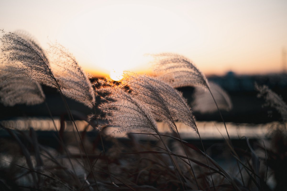 Pentax Super Takumar 55mm f1.8