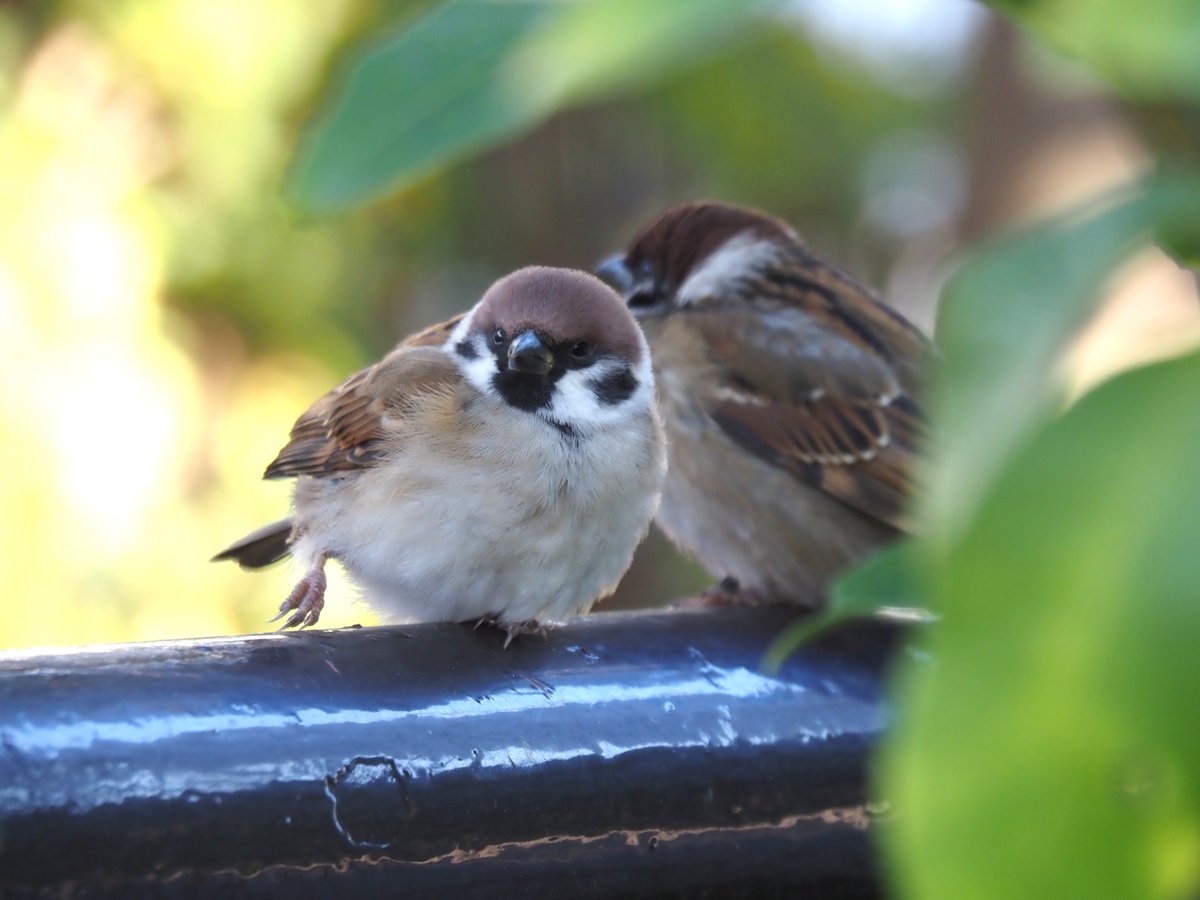 ちゅんちゅん (@chunchu0803) / Posts / X