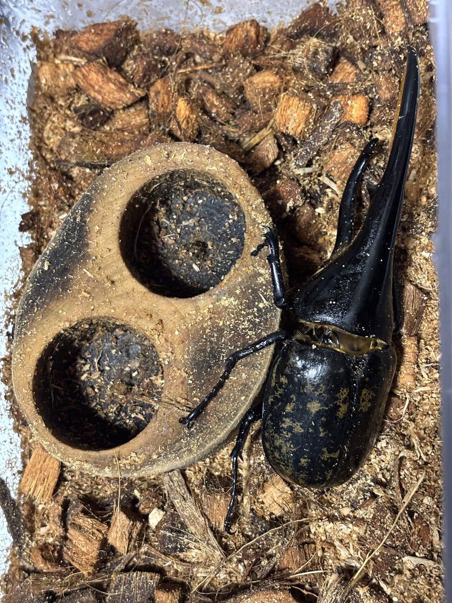 カズヒロ🐞 (@kazu206maxi) / Posts / X