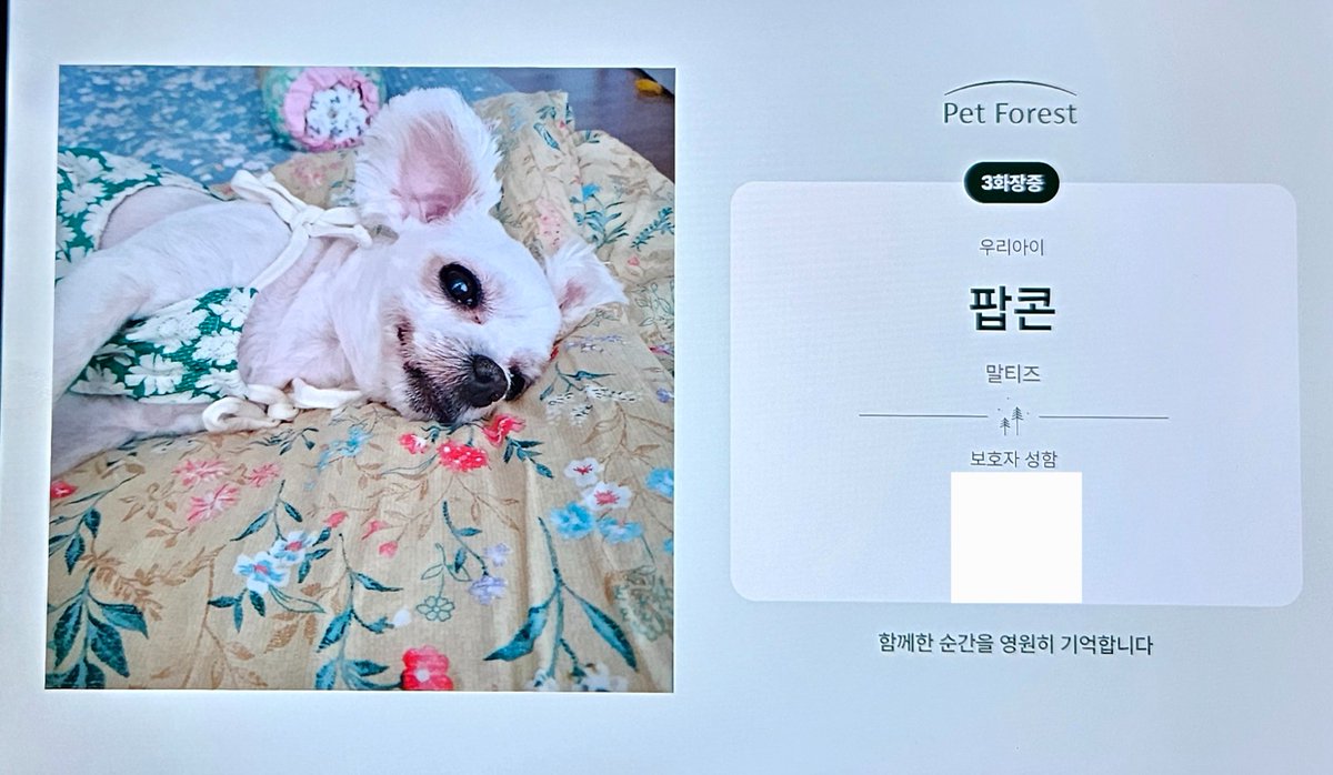 어제 팝콘이 떠났습니다. 저는 성숙한 보호자님들이랑 달리 그 어떤 위로의 말도 진짜 그렇다고 생각을 못하겠어요 이제 안아플거라는 것도 마지막까지 가족과 함께였던 것도 좋은지 모르겠고 그냥 이제 다시 만날 수 없다는 것만 사무치게 가슴 아프고 기억이 흐려질까 벌써 두렵기만 하네요