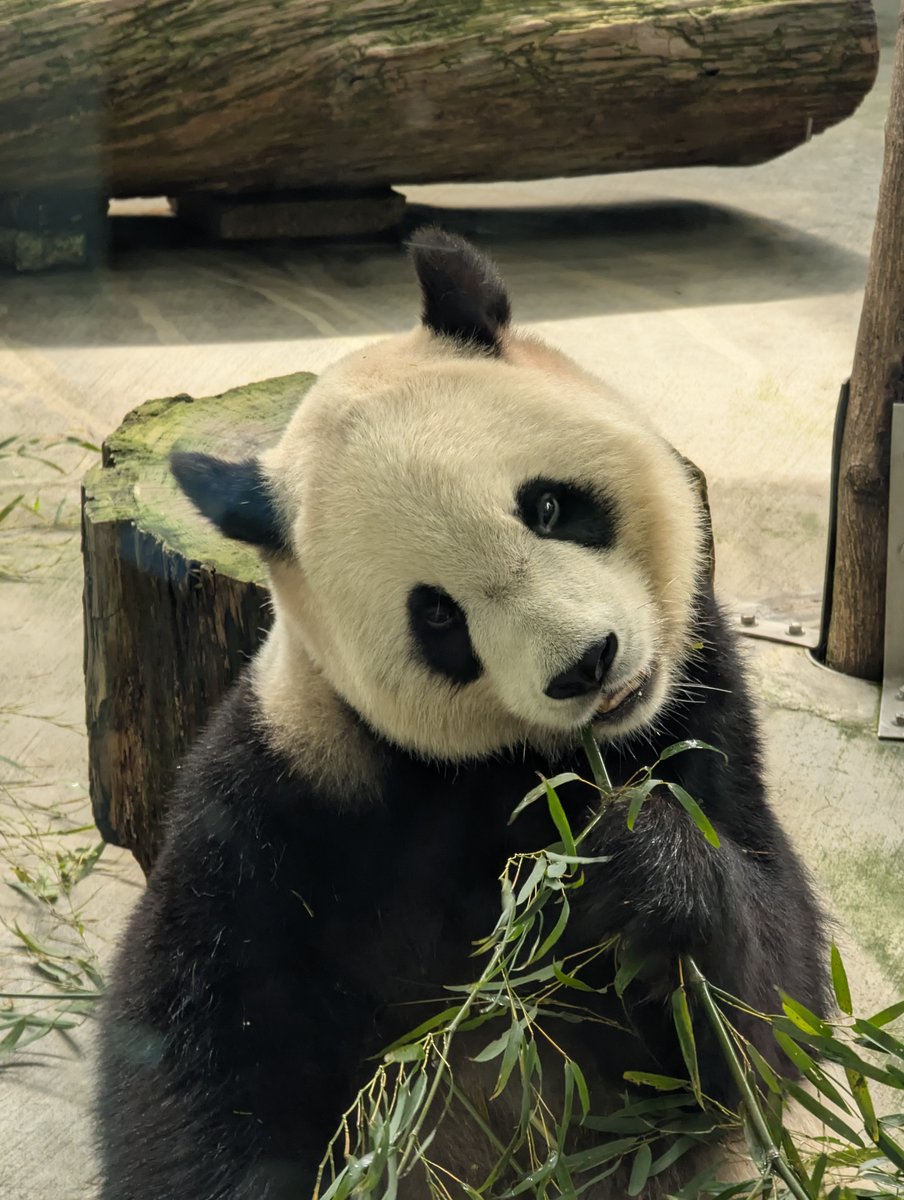 ぱんな🍞🎀🍓 (@54anpan51) / Posts / X