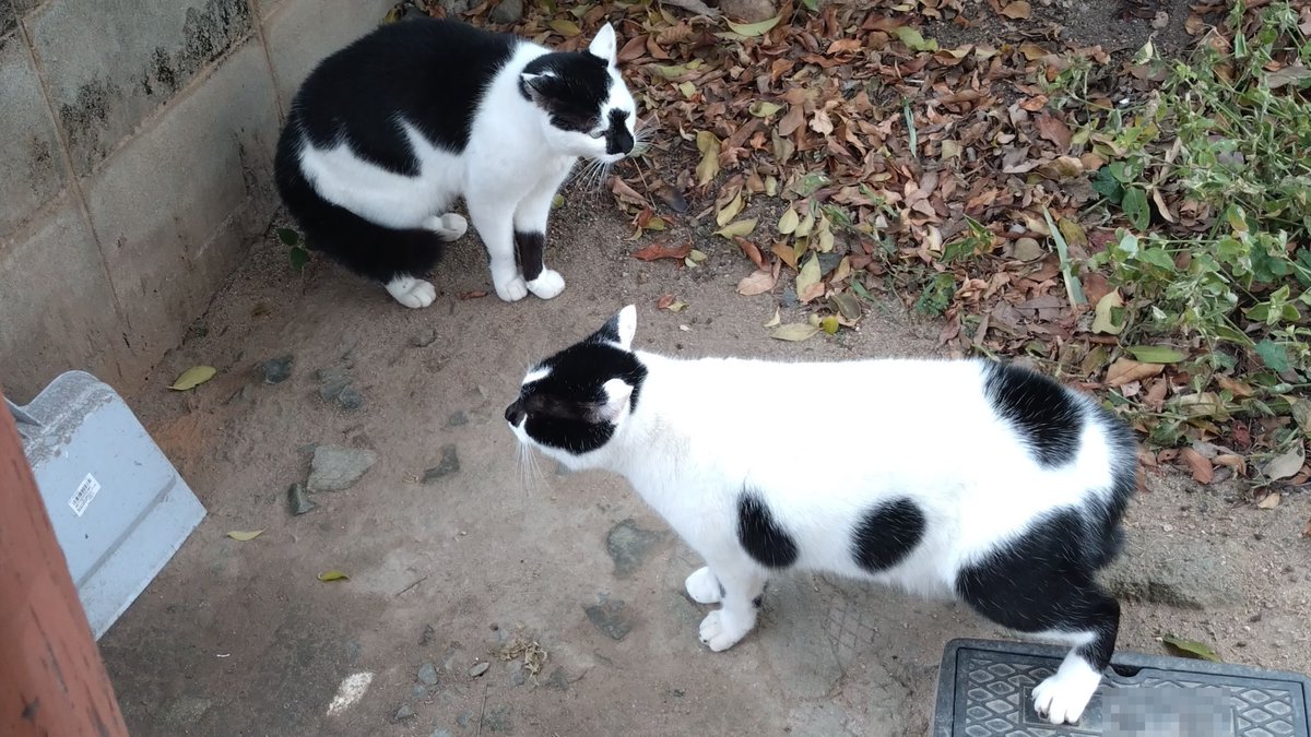 ぽんず (@ponzu1962) / Posts / X