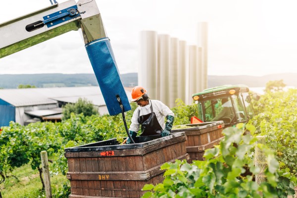 📢There's still time to sign up! On Thursday, December 18 at 12 PM, Farm Credit East and Horizon Farm Credit will host Andrew Adams of WineBusiness Analytics to cover what's ahead for the wine and grape industry in 2026. ow.ly/AJEF50XJU78