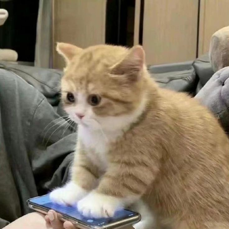 Stop using your phone!