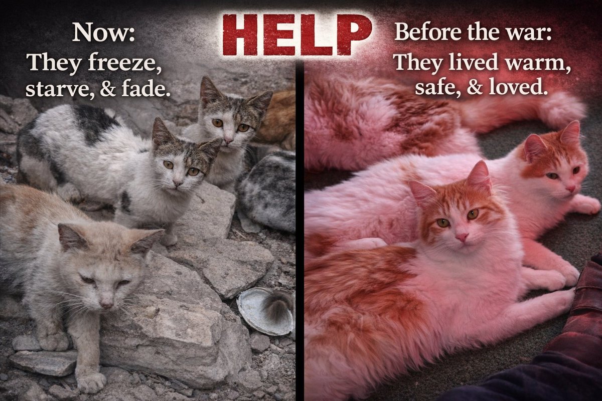 🚨 LIFE-OR-DEATH 🚨
This is not just a plea… it is a scream from the heart of despair. 💔
The innocent souls of AFS  are fading fast. Their tiny bodies grow weaker by the hour starving, sick, freezing fighting for breath in a world that has turned its back on them. 🐾❄️ Their