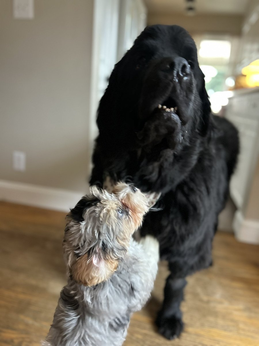 Gus the Newfoundland tweet media