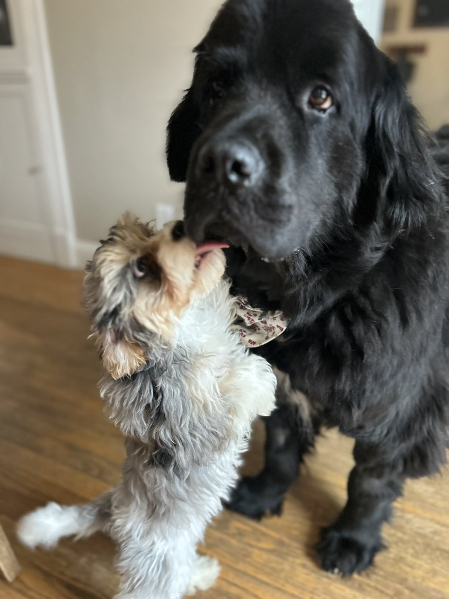 Gus the Newfoundland tweet media
