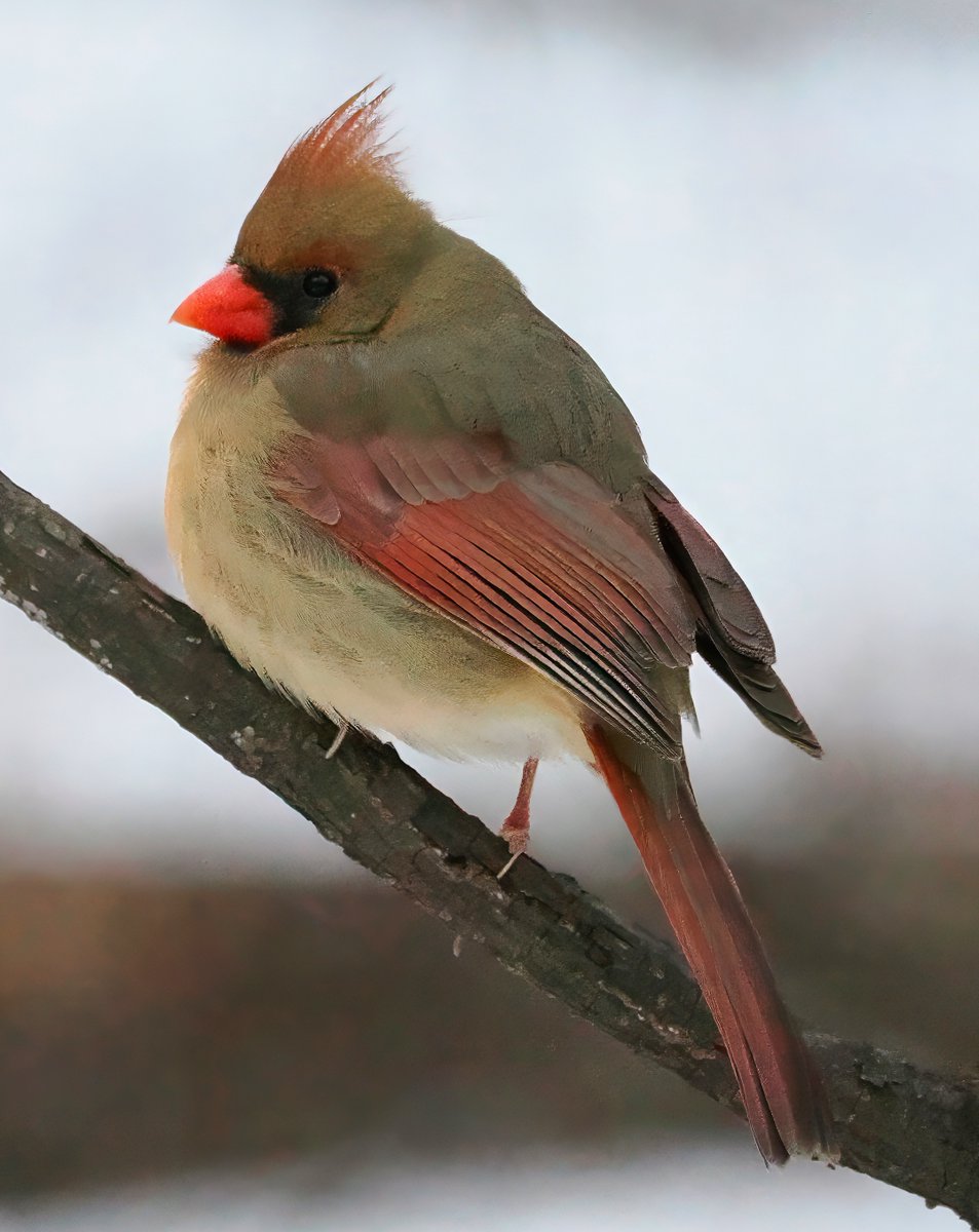 Above_96th tweet media