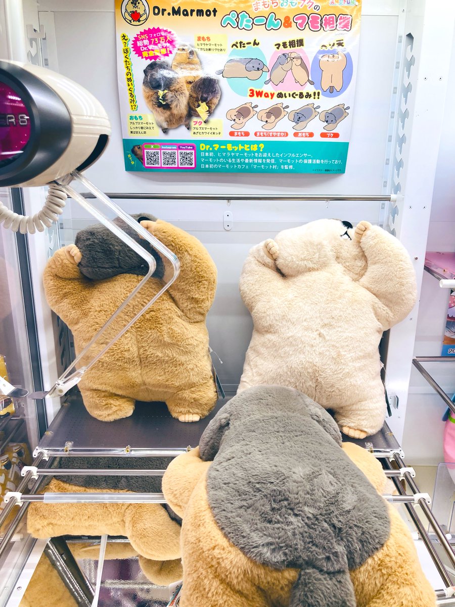 ⭐︎景品入荷情報⭐︎ 【Dr．マーモットまもちおもプクのぺたーん