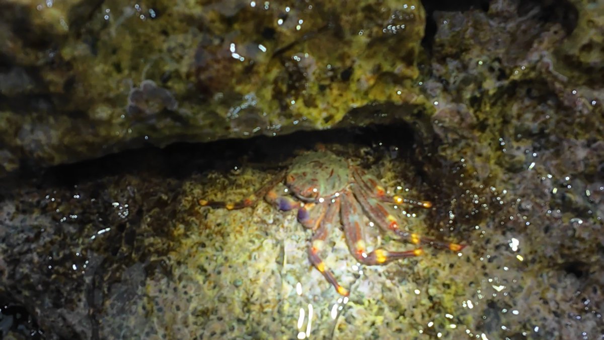 slothdive's tweet image. el domingo encontré este percnon gibbesi, que era mucho más grande y estilizado que el primero que vi