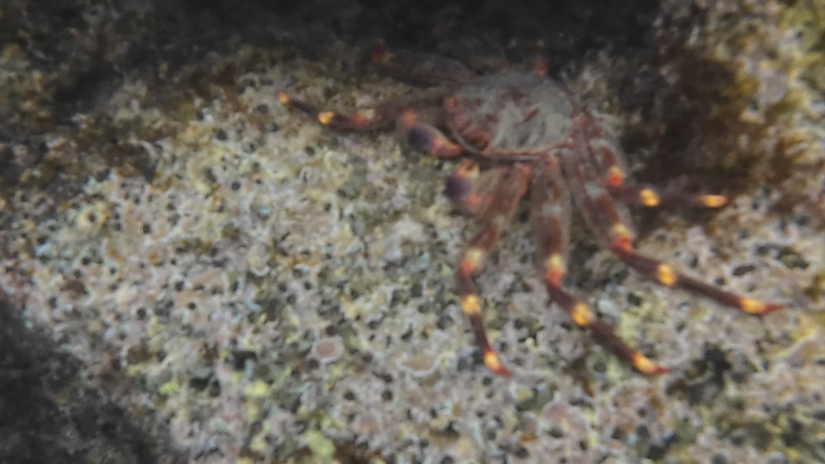 slothdive's tweet image. el domingo encontré este percnon gibbesi, que era mucho más grande y estilizado que el primero que vi