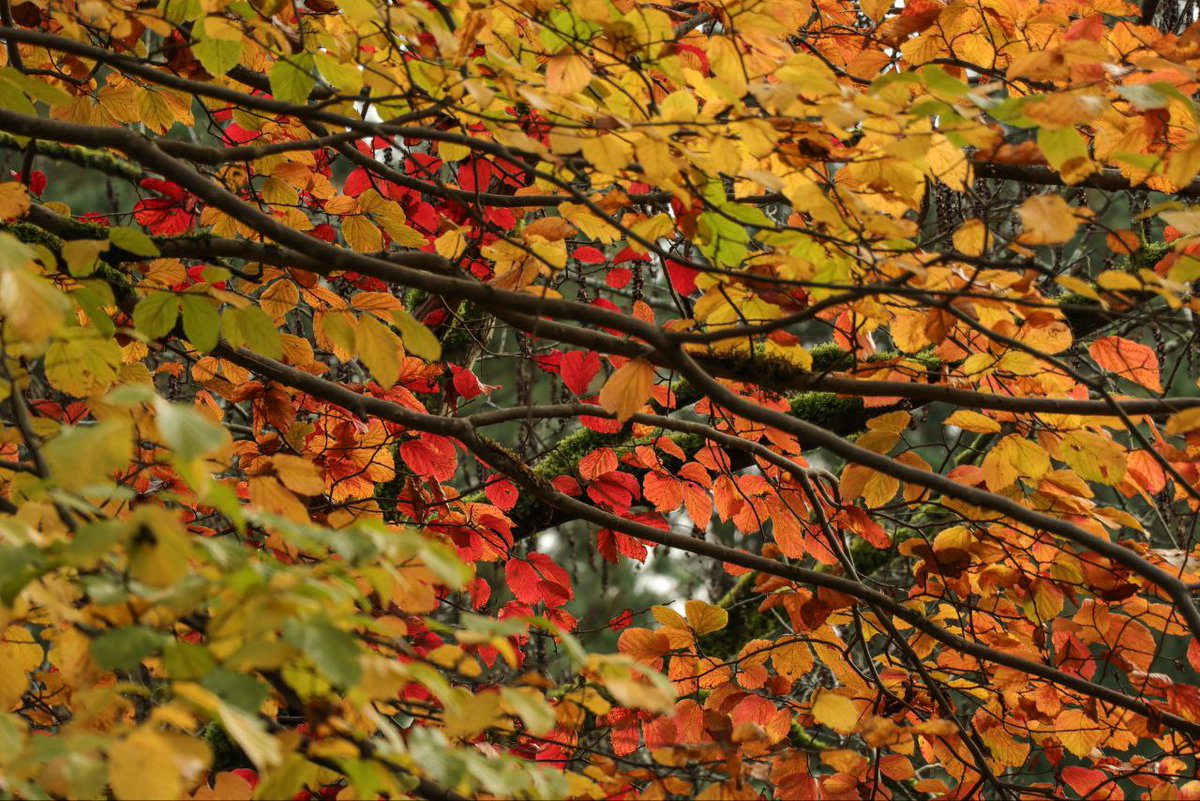 بازی رنگ ها در آستارا ،گیلان.
بدون فیلتر
در نور هوای ابری / بارانی ☔️🍁🍂
#ایران  #گیلان  #پاییز