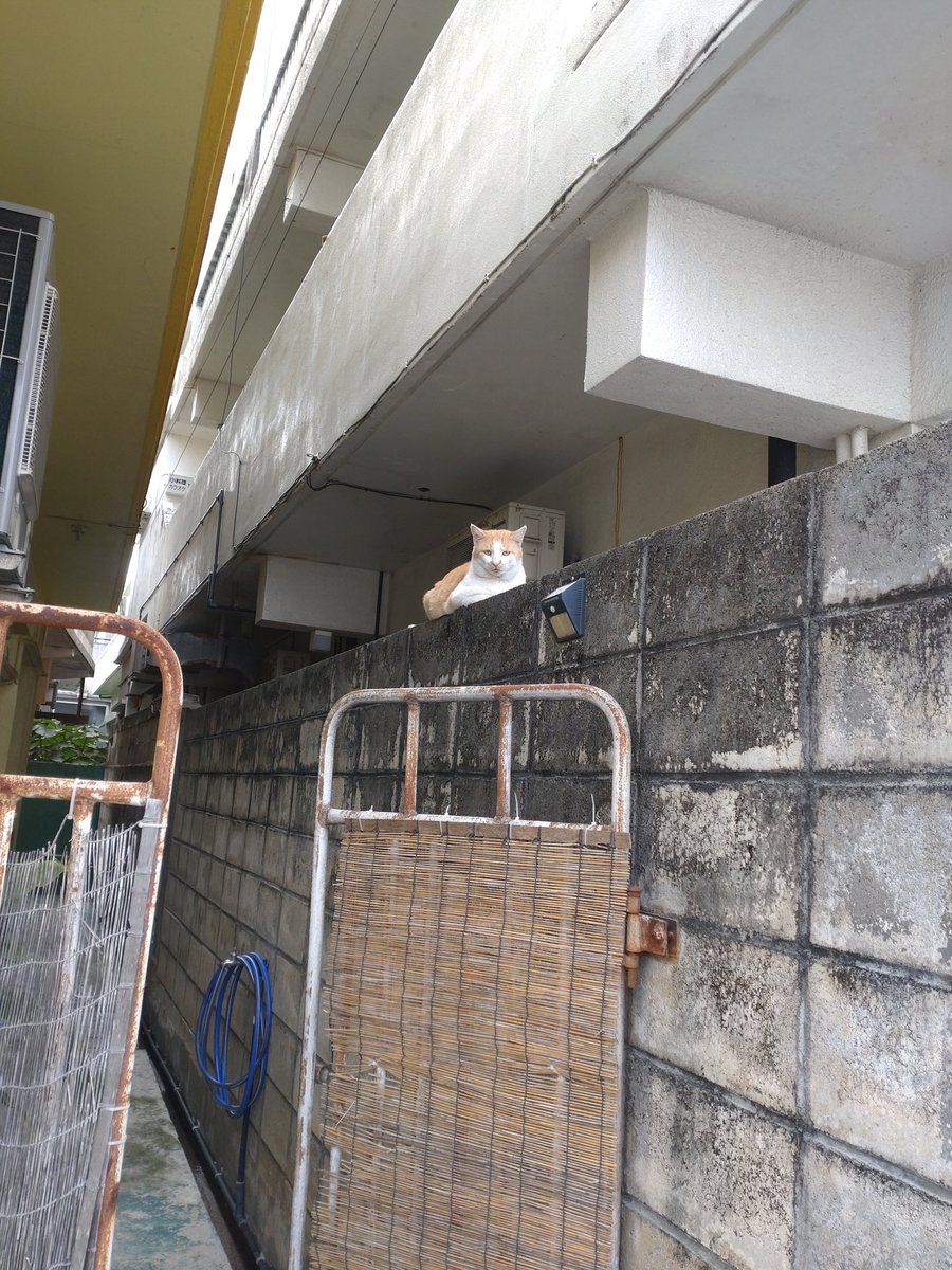 4949Yone's tweet photo. こんなんよく見かけるね
＃猫 https://t.co/9sYG6StBWO