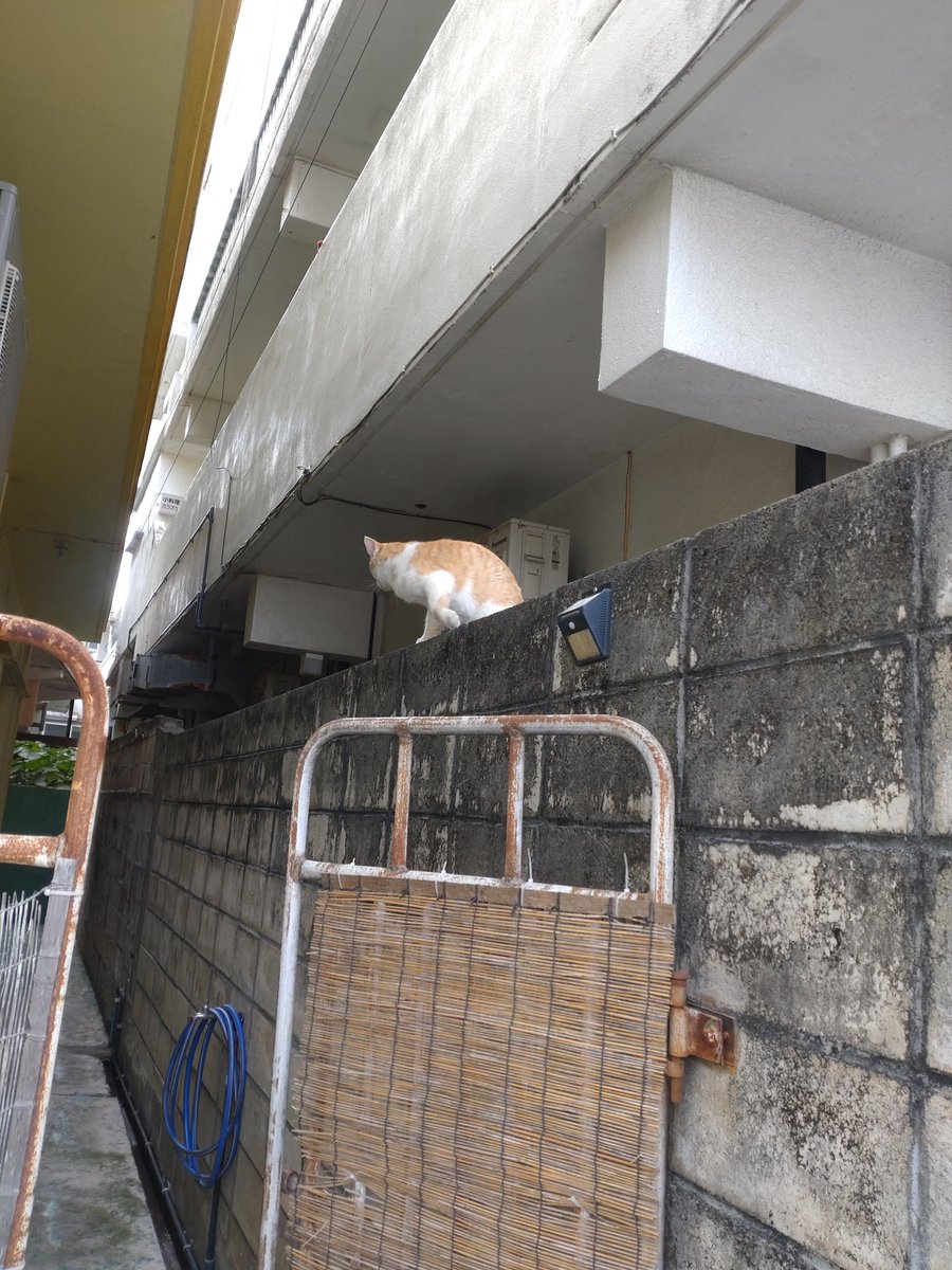 4949Yone's tweet photo. こんなんよく見かけるね
＃猫 https://t.co/9sYG6StBWO