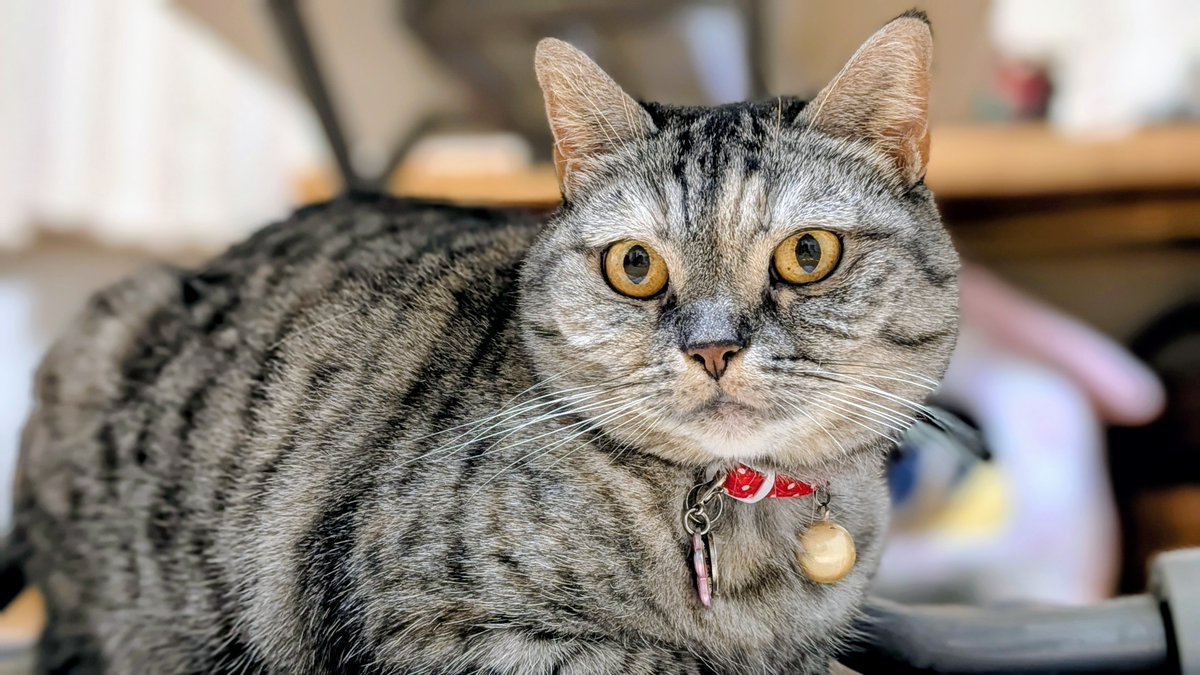 ふらんすねこ様♡ありがとうございます♡ ねこさん⚡(ΦωΦ) (@catnap707) / Posts / X