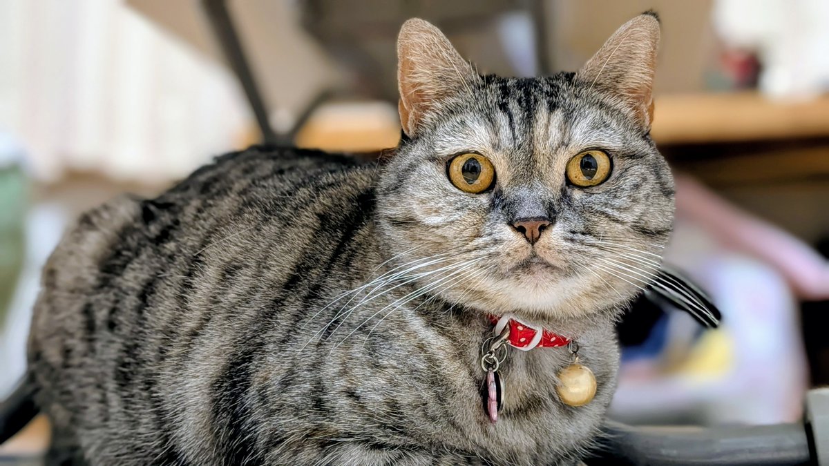 にゃかさん。ご確認お願いします♡ ねこさん⚡(ΦωΦ) (@catnap707) / Posts / X