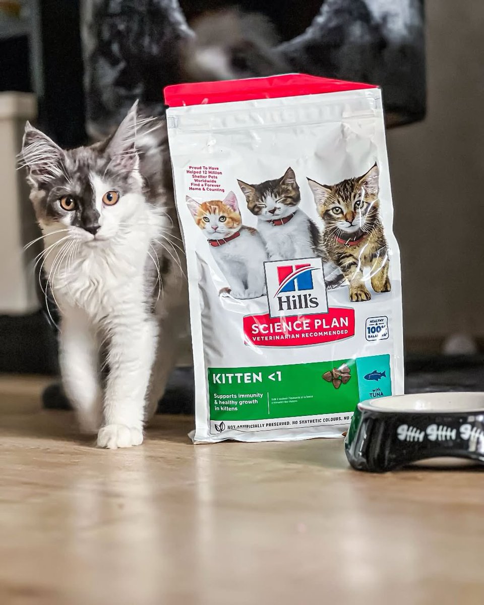 Give your kitten a healthy beginning! Hill's Science Plan kitten food ensures her nutritional requirements are met starting from her third week of life. Witness her flourishing health and growth with delight! 🐾🌟